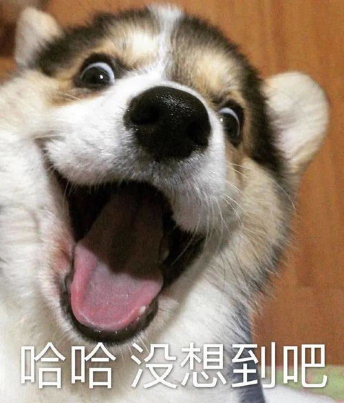表情包给我闭嘴你个窝囊废