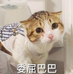 这副图里的猫叫什么