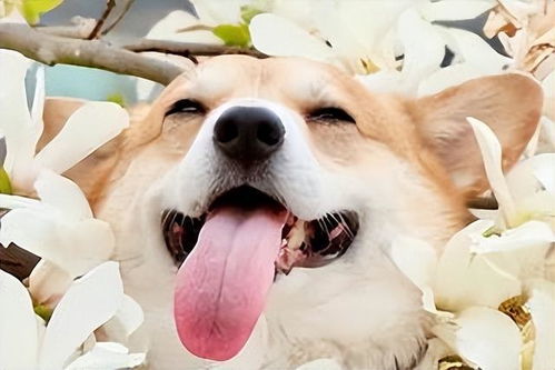 戌狗近7天,可能有痛彻心扉的事,发生了什么