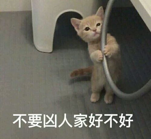 猫咪撒娇表情图片撒娇的猫咪太撩人了