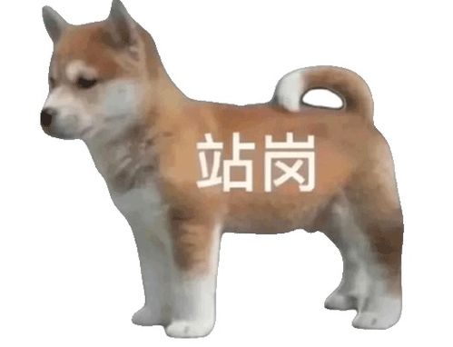 抖音站岗小狗是什么梗