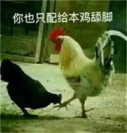 鸡年表情包大全出炉收好它,祝大家鸡年大吉吧