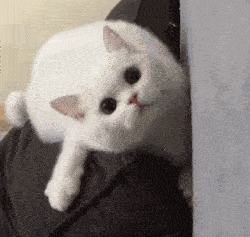 聊天表情包动态猫狗表情包33