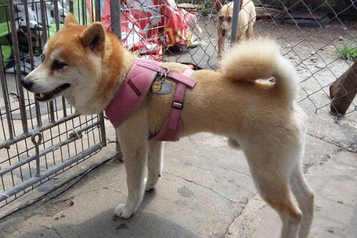 这只柴犬两个月内被退养两次,一脱掉背带就变狂躁