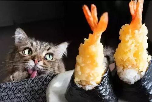 吃货猫的灵魂拷问今天你喂猫了吗