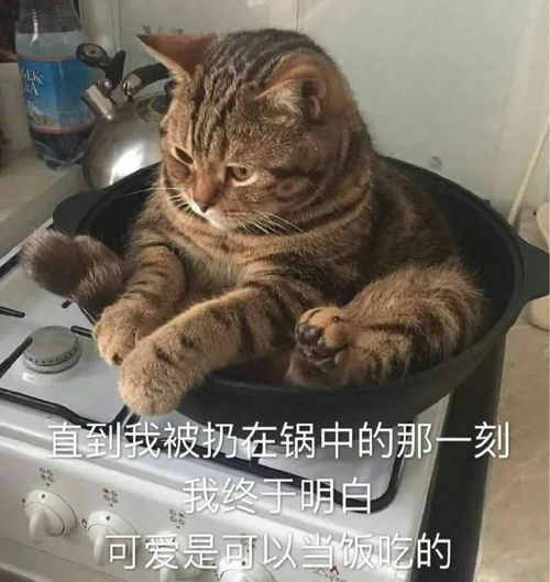 人类确实是一种聪明的生物,为了防止手臂晒黑发明了冰袖,哈哈哈哈....