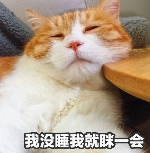喵星人表情包真让猫头秃