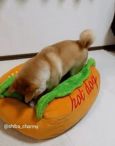 会移动的表情包这只戏精柴犬charmy堪称卖萌典范