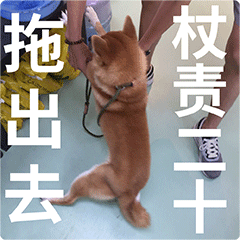 柴犬齐天熊孩子篇表情包