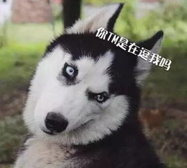 如果你有幸养了只二哈,想得抑郁症都难...