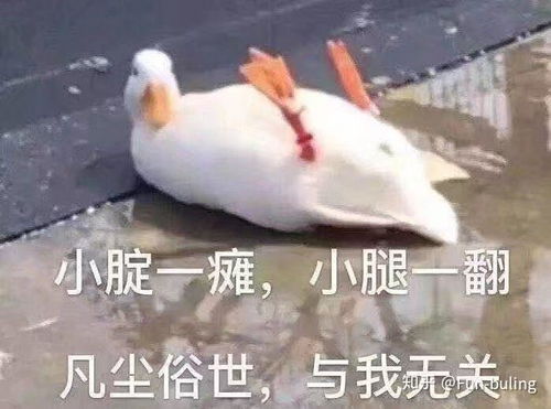 网红鸭子表情包动图不哭