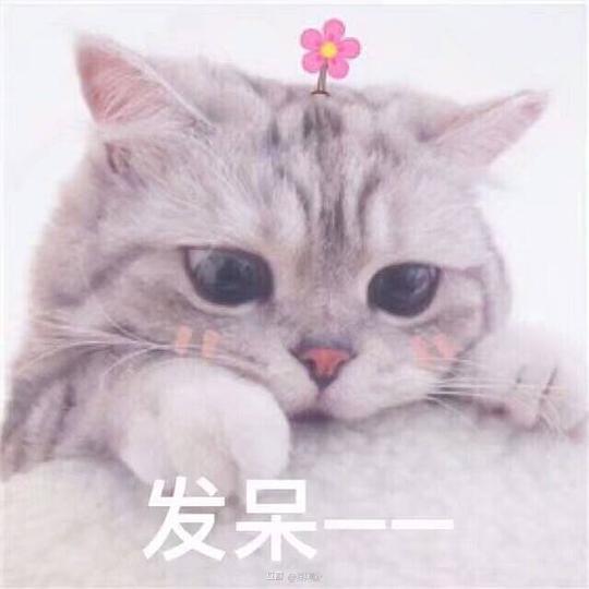 奥利给的相册猫猫表情包