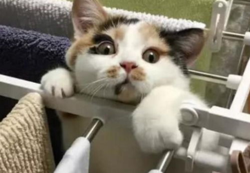 主人听到猫咪的求救声,出来一看,顿时就忍不住笑的扶墙走