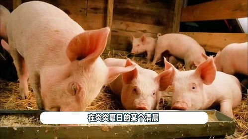 一夜跳水,猪价下跌摧枯拉朽附24年7月19日猪价