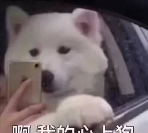 每日一笑大哥,不好意思,镊子掉你对象包里了