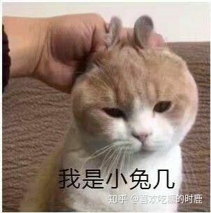 有什么带猫的适合男生用的头像