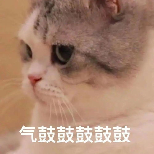 沙雕猫表情包