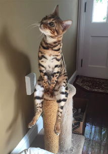 这些猫是怎么了你永远不懂一只猫在干什么