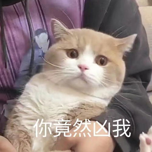 沙雕萌宠表情包日子还有啥盼头