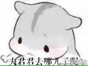 求可爱的仓鼠图片表情包