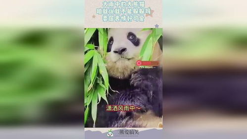 熊猫举手表情包委屈