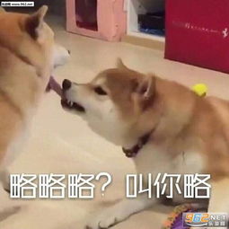 猫和狗的略略略表情让你略略略表情包下载乐游网游戏下载