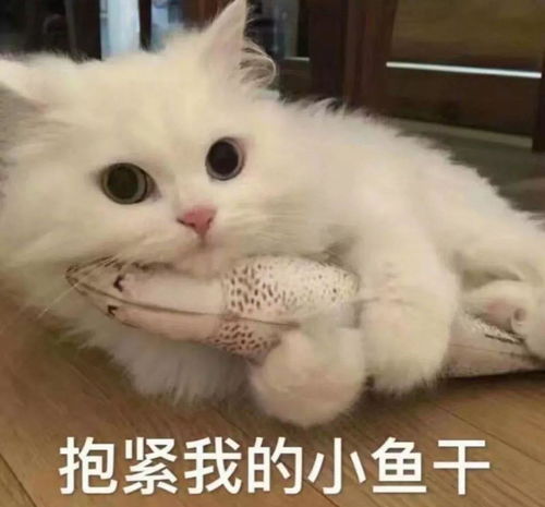 猫咪能吃月饼吗还有什么需要忌口的
