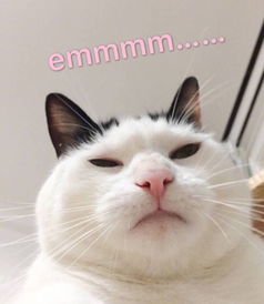 你有哪些关于猫狗的表情包