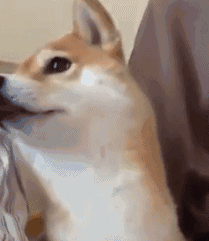 柴犬为什么叫戏精看了这些表情包你就知道了