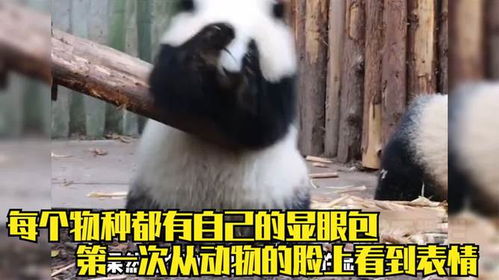 果然每个物种都有显眼包,没想到小动物也会尴尬,猫咪的表情太逗