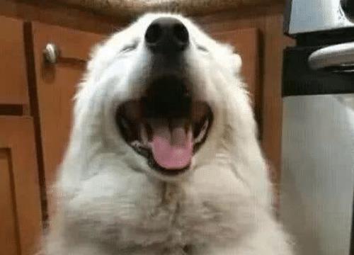 回家狗狗就表现出热情的样子,主人一个动作,让狗狗直接变脸