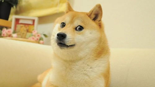 日媒18岁世界第一有名柴犬去世,以它为原型的表情包风靡全球