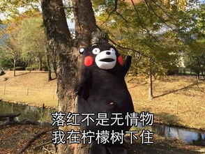 送给单身狗