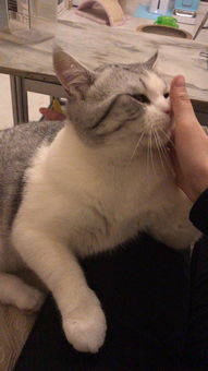 冬天到了你们的猫身上有静电吗