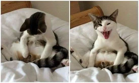 猫咪得知被绝育后的表情,看完我不厚道地笑了,猫咪铲屎倌我的蛋蛋哪去了