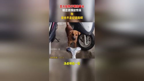 主人给狗子喂铁骨头,被这表情给惊呆,狗我也不是纪晓岚啊