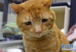 美流浪橘猫因生活困窘整日忧伤不已小可怜模样让人好心疼