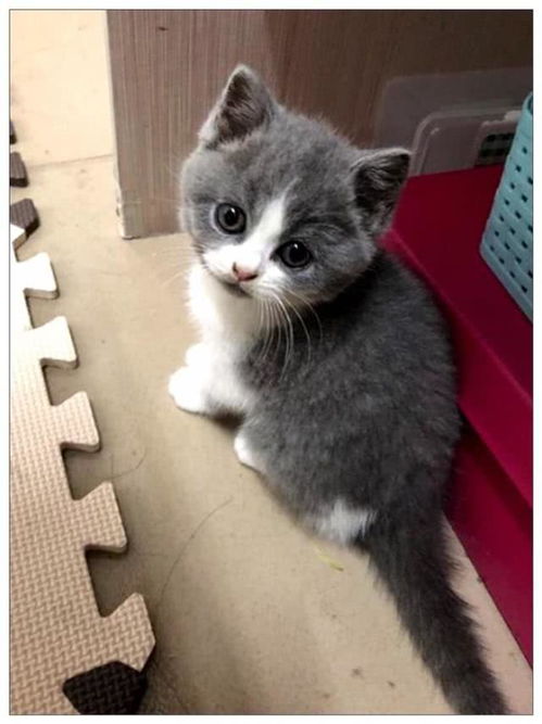 男子给小猫咪喂奶,拿走奶瓶的一刻,它的表情让主人笑喷