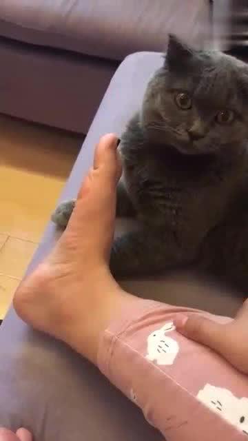 主人把脚伸到猫的面前,接下来猫的表情,网友葵花点穴手