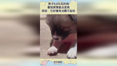 男子9.9元买的狗,看到表情差点笑疯,网友它好像有点瞧不起你