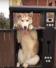 哈士奇怕挨揍躲进了垃圾桶内还不忘做表情包,看的主人懵圈了