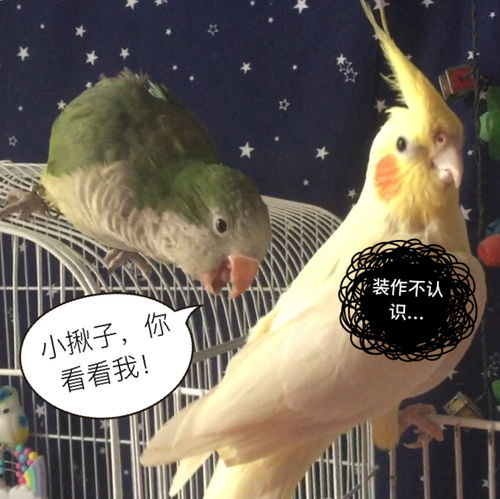 看小鸟表情包的图片