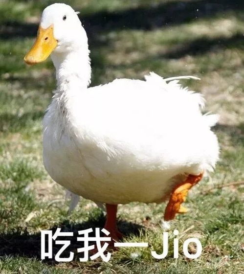 可爱鸭鸭表情包宝贝,入我怀