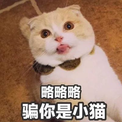 表情包可爱图片迷你猫咪