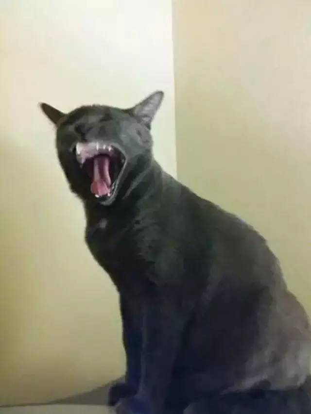网友们抓拍的自家猫咪打哈欠的瞬间,隔着屏幕仿佛闻到了口臭