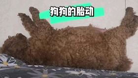 狗狗往窗帘上尿尿,骂它吧还一脸不忿,气得男子提刀暴走