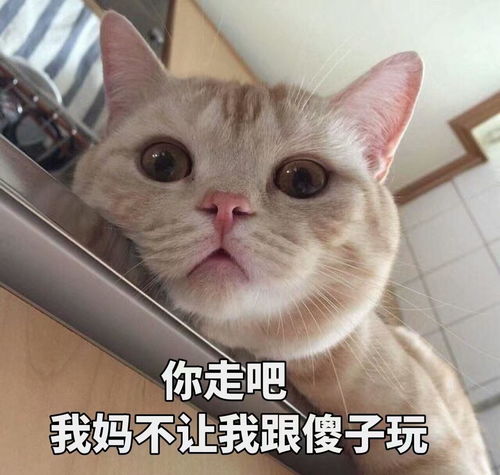 主人摸猫咪的下巴,在它眼里,代表这些意思