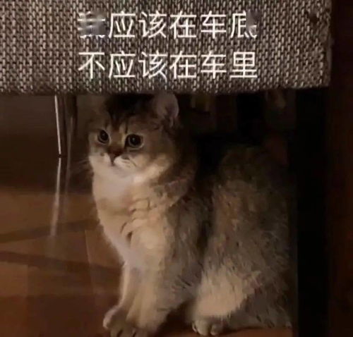 抖音热门表情包丨你别过来我怕狗