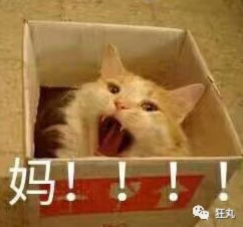 三秒叠衣服的神器,用四块纸板就能做出来了丨每日教程