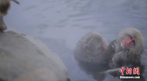 日本雪猴公园猴子泡温泉表情十分享受
